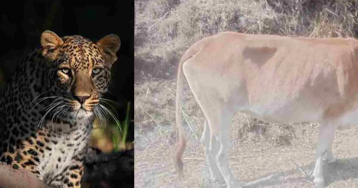 guldar attack news ranikhet: kills cow and goat in Gumori village almora uttarakhand news today