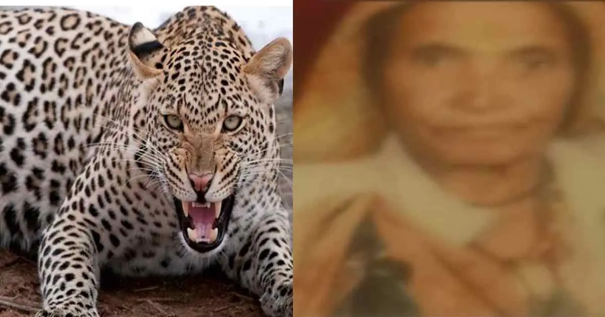 Bageshwar news today missing women devki devi dead body found mankot forest leopard attack uttarakhand breaking: