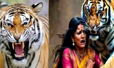 Dhari Nainital guldar attack women Ganga Devi died in dhanachuli today uttarakhand breaking news