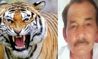khatima tiger attack today: sher singh kanyal died in surai range udham Singh Nagar Uttarakhand news