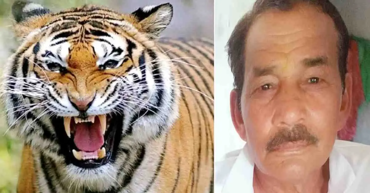 khatima tiger attack today: sher singh kanyal died in surai range udham Singh Nagar Uttarakhand news