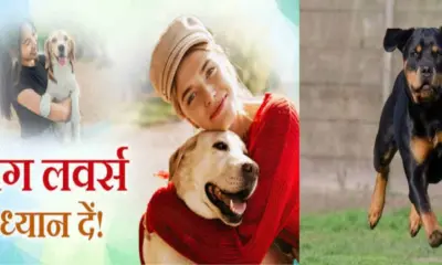 Dehradun dog news today: pet dog is made homeless fine of Rs 20,000 will be imposed new policy uttarakhand