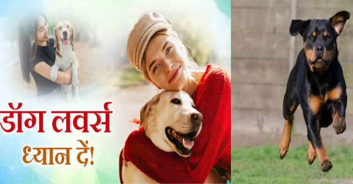Dehradun dog news today: pet dog is made homeless fine of Rs 20,000 will be imposed new policy uttarakhand