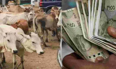 Uttarakhand breaking news hindi stray animals