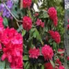 Uttarakhand buransh news: flower blossomed in January month due to climate change threat to future breaking update
