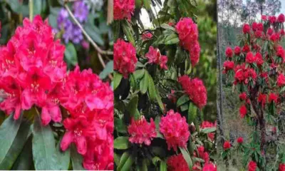 Uttarakhand buransh news: flower blossomed in January month due to climate change threat to future breaking update
