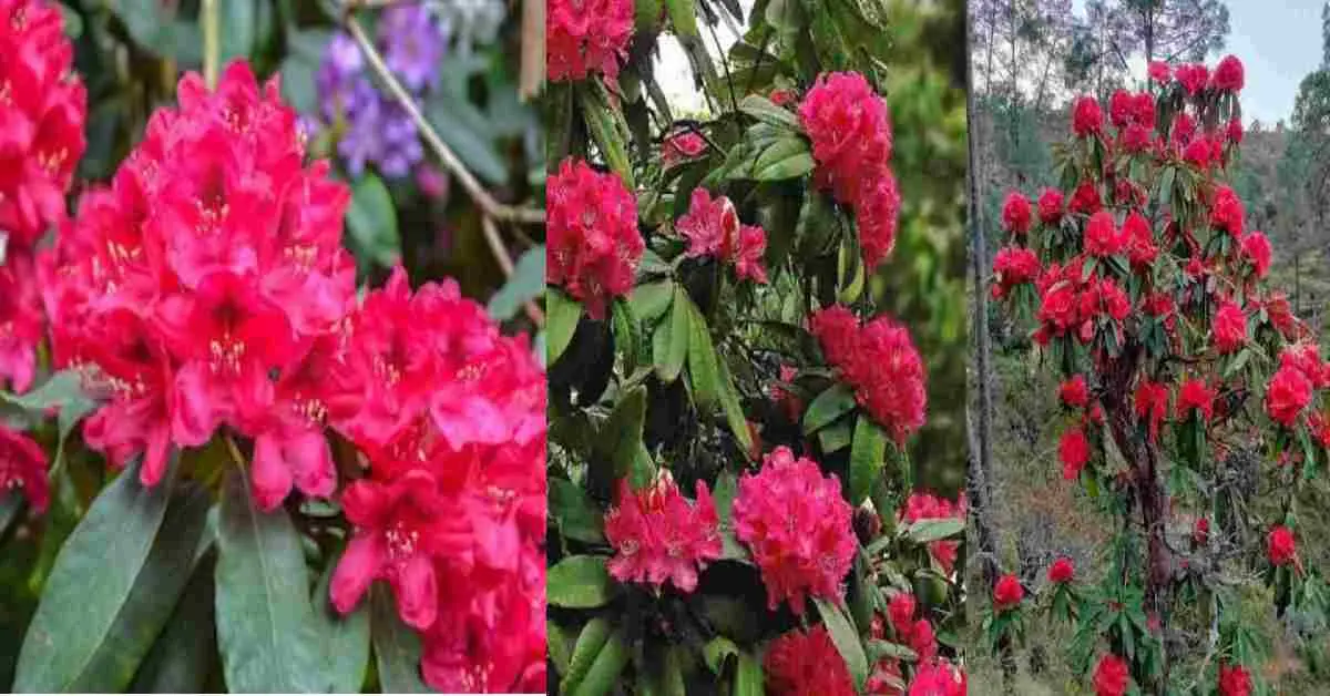 Uttarakhand buransh news: flower blossomed in January month due to climate change threat to future breaking update