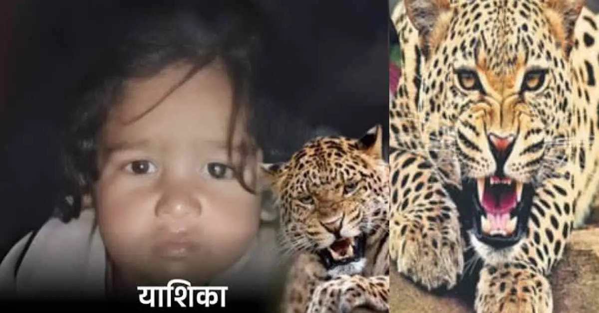 kotdwar guldar attack today: 1.5 years old yashika died in jaiharikhal lansdowne pauri Garhwal Uttarakhand update