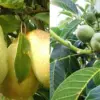 Uttarakhand climate change news: Walnut and pear trees laden with fruit in January at someshwar almora breaking update today