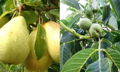 Uttarakhand climate change news: Walnut and pear trees laden with fruit in January at someshwar almora breaking update today