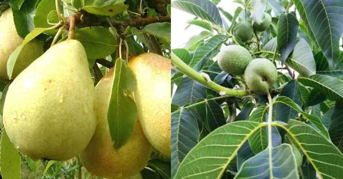Uttarakhand climate change news: Walnut and pear trees laden with fruit in January at someshwar almora breaking update today