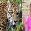 bhimtal guldar attack today: ganga devi killed by leopard tiger body found forest nainital uttarakhand