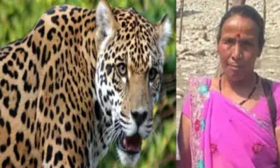 bhimtal guldar attack today: ganga devi killed by leopard tiger body found forest nainital uttarakhand