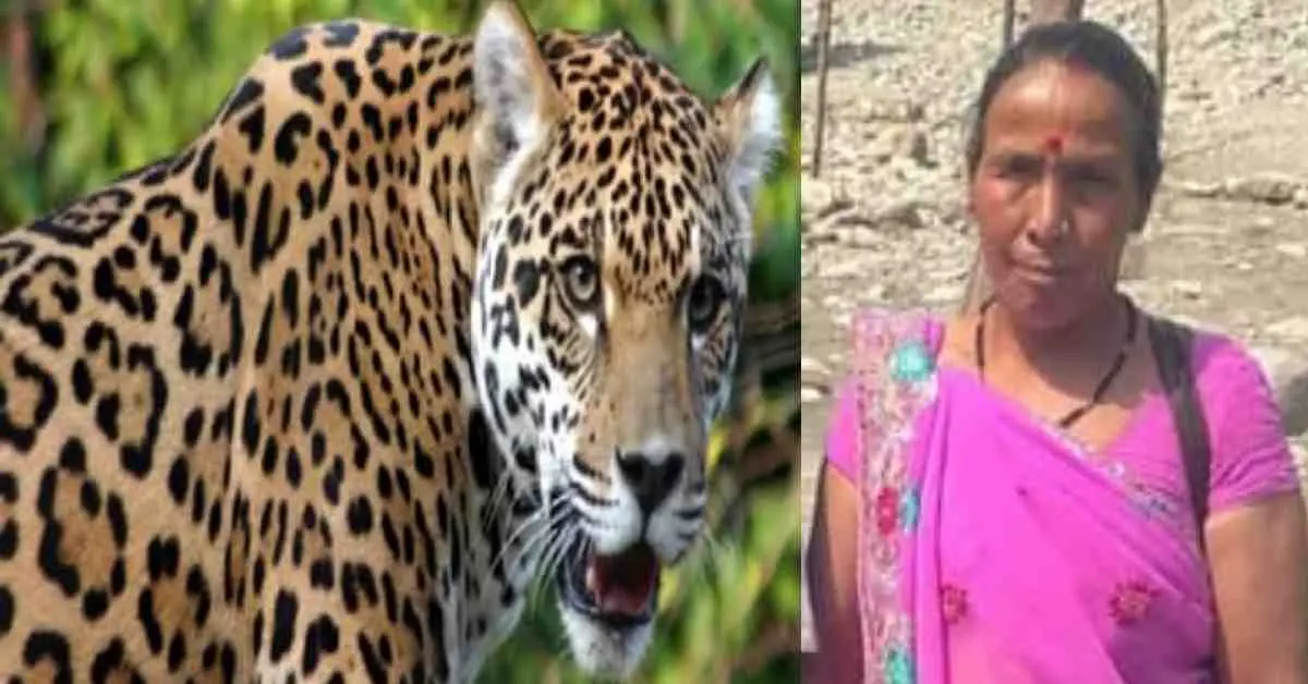 bhimtal guldar attack today: ganga devi killed by leopard tiger body found forest nainital uttarakhand