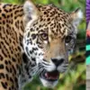 Uttarakhand Rudraprayag guldar attack today: 5 years old daksh killed by leopard tiger news