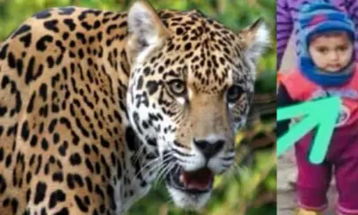 Uttarakhand Rudraprayag guldar attack today: 5 years old daksh killed by leopard tiger news