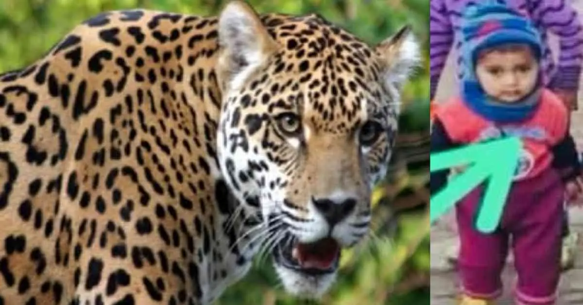 Uttarakhand Rudraprayag guldar attack today: 5 years old daksh killed by leopard tiger news