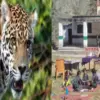 Rudraprayag school holiday guldar: terror after leopard attack daksh Bisht 8 schools closed uttarakhand breaking news today.
