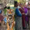 haldwani tiger attack today: guldar leopard killed ganga devi Lamachowr nainital uttarakhand: