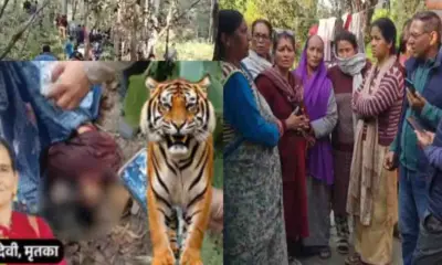 haldwani tiger attack today: guldar leopard killed ganga devi Lamachowr nainital uttarakhand: