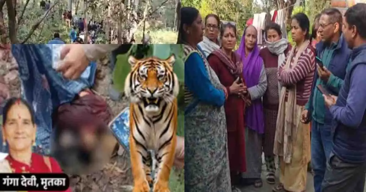 haldwani tiger attack today: guldar leopard killed ganga devi Lamachowr nainital uttarakhand: