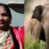 Uttarakhand champawat hathi attack: madhuri devi died killed by elephant in tanakpur today.