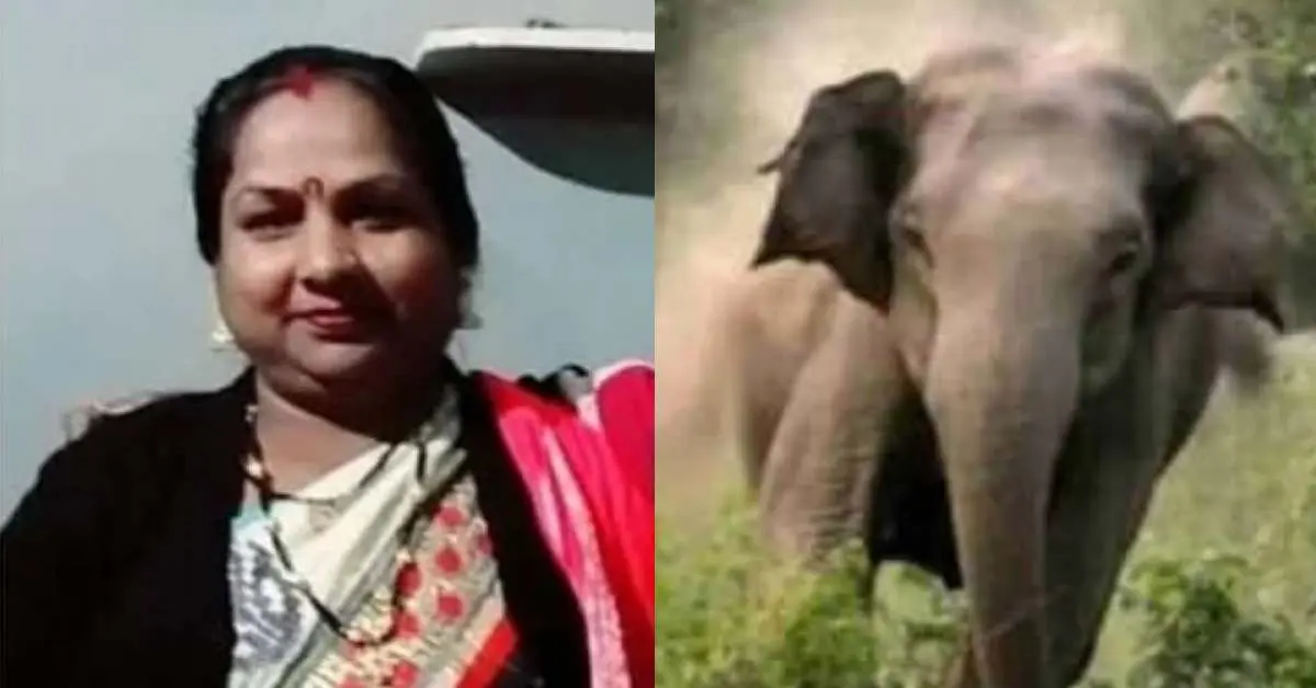 Uttarakhand champawat hathi attack: madhuri devi died killed by elephant in tanakpur today.