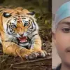 jaspur tiger attack today: 15 years old amrik died in udham Singh Nagar news uttarakhand breaking