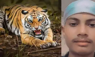 jaspur tiger attack today: 15 years old amrik died in udham Singh Nagar news uttarakhand breaking