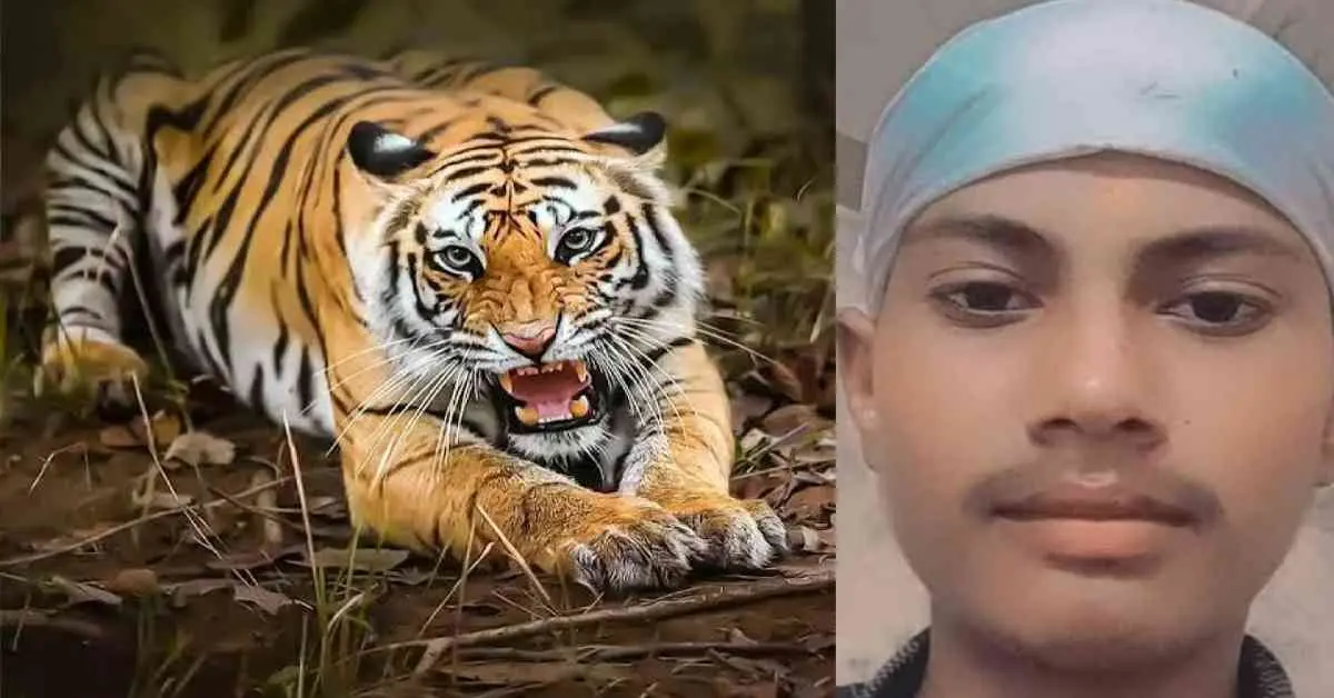 jaspur tiger attack today: 15 years old amrik died in udham Singh Nagar news uttarakhand breaking