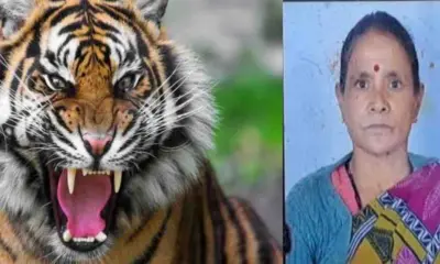 Uttarakhand nainital tiger attack today: kamla fartyal phartyal died in haldwani paniyali kathghariya