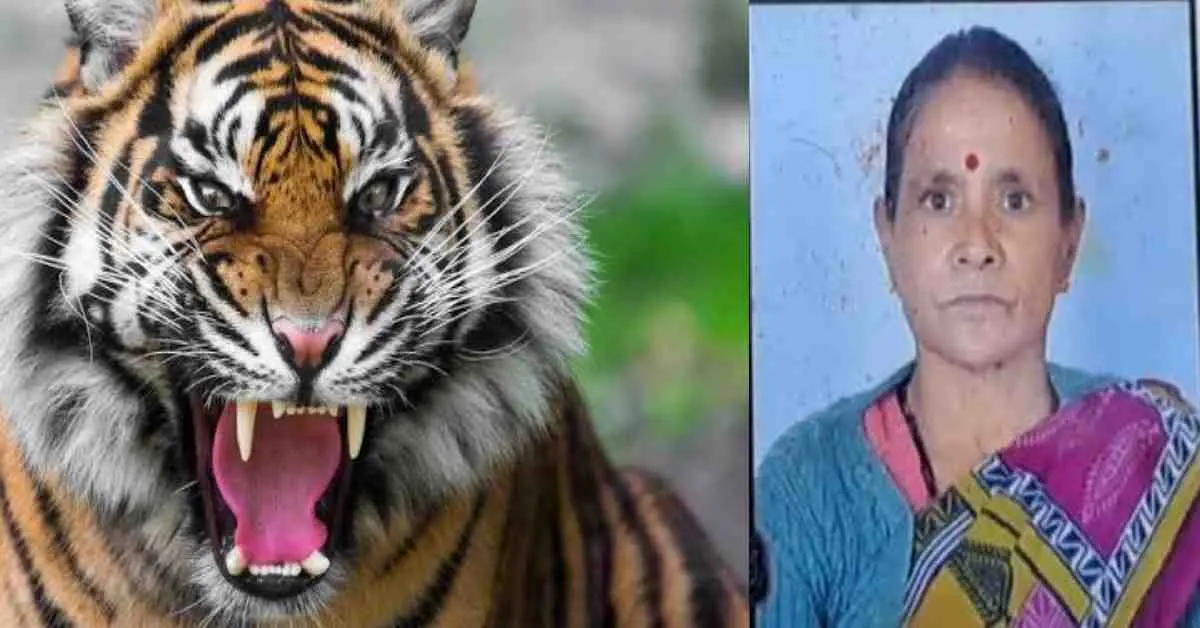 Uttarakhand nainital tiger attack today: kamla fartyal phartyal died in haldwani paniyali kathghariya