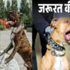 Haldwani dog news today: fine of Rs 5000 for keeping banned dogs nainital Uttarakhand breaking
