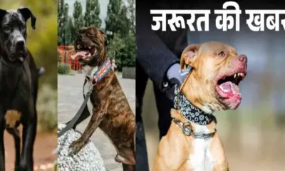 Haldwani dog news today: fine of Rs 5000 for keeping banned dogs nainital Uttarakhand breaking