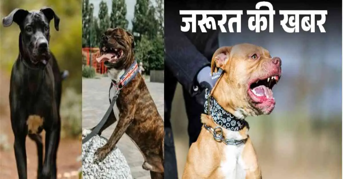 Haldwani dog news today: fine of Rs 5000 for keeping banned dogs nainital Uttarakhand breaking