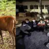 Rudraprayag news today: Wild kakar deer hunted during Holi, 14 people arrested by forest department Uttarakhand breaking