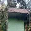 Ramnagar Nainital news today: 10-year-old innocent kanu Upadhyay died after being hit by a tree uttarakhand breaking