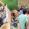 Almora tiger attack today: Elderly man kheem Singh mauled by tiger in Almora Salt Mohan, mutilated body found