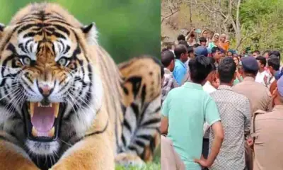 Almora tiger attack today: Elderly man kheem Singh mauled by tiger in Almora Salt Mohan, mutilated body found