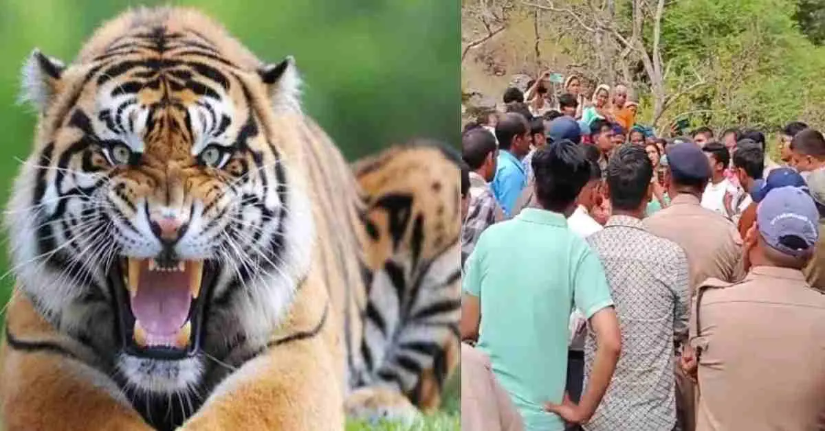 Almora tiger attack today: Elderly man kheem Singh mauled by tiger in Almora Salt Mohan, mutilated body found