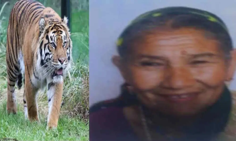 Khatima tiger attack today: Gopuli Devi, a woman died in Bagga Chauvan Khatima Surai range udham Singh Nagar