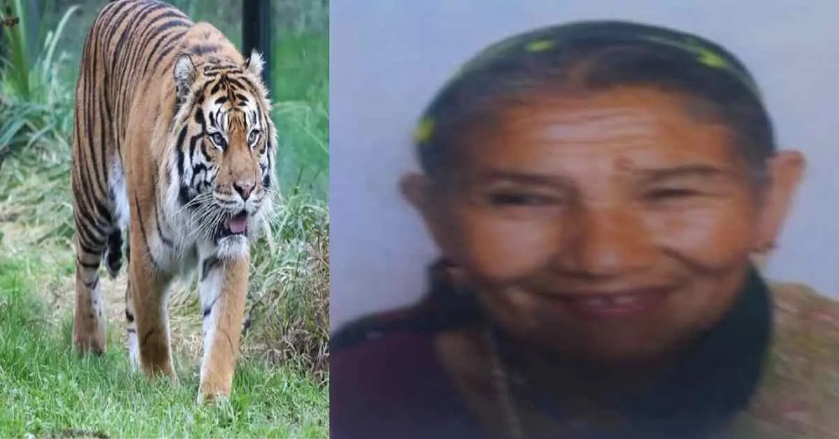Khatima tiger attack today: Gopuli Devi, a woman died in Bagga Chauvan Khatima Surai range udham Singh Nagar
