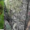 Pauri Garhwal Guldar attack chaubattakhal area 4 year girl Drishti in bhatkot