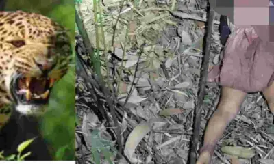Pauri Garhwal Guldar attack chaubattakhal area 4 year girl Drishti in bhatkot