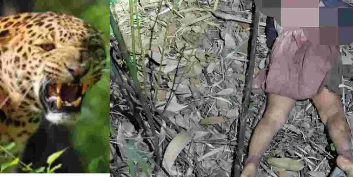 Pauri Garhwal Guldar attack chaubattakhal area 4 year girl Drishti in bhatkot