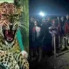Uttarakhand breaking news: Nainital Bhujiyaghat Guldar leopard attack hansi devi lost Life