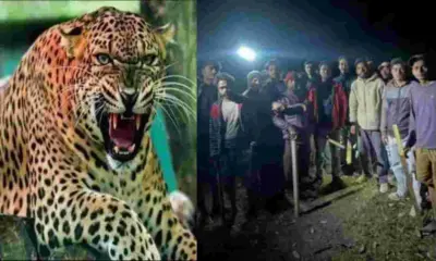 Uttarakhand breaking news: Nainital Bhujiyaghat Guldar leopard attack hansi devi lost Life
