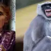 Pithoragarh news today: Woman leela devi died in Berinag langur attack, dies in hospital uttarakhand latest update