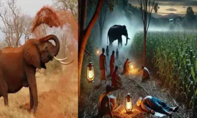 Kaladhungi elephant attack: Bhupendra Bisht died on Chakluwa, human-wildlife conflict nainital.