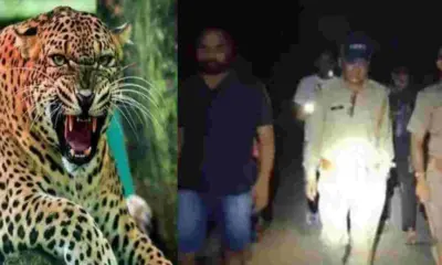 Dehradun guldar attack today: vikasnagar irfan died leopard tiger human wildlife uttarakhand breaking latest coverage